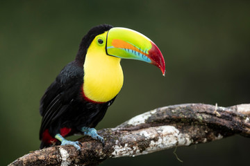 Toucan  -Costarica - Ramphastos sulfuratus