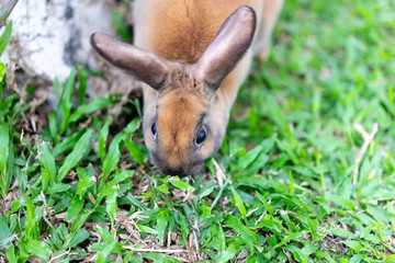 A rabbit is playing and eating grass on the ground at the park.