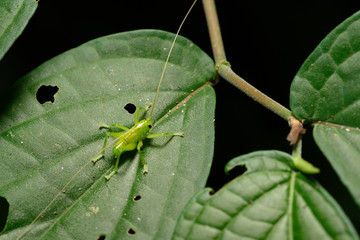 Grasshopper sitting on leaf