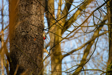 Buntspecht Bird