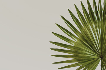 Fototapeta premium close up portrait of exotic tropical leaves on pastel creme background with copy space