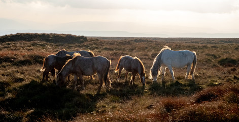 Brecon Beacons Horses