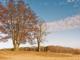 the beginning of spring. clouds are floating over the field.