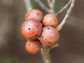 Oak Apple Gall