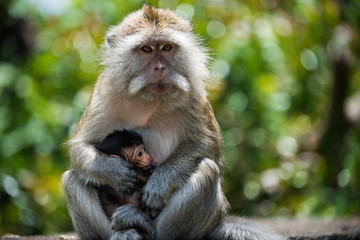 Monkey portrait in natural environment