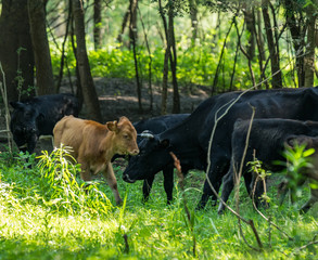 Wild curious cows 