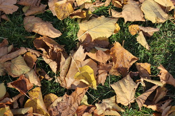 autumn leaves on ground