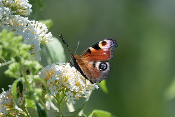 Fototapeta na wymiar Tagpfauenauge auf Schmetterlingsflieder