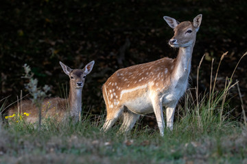 two beautiful spotted young deer looking at camera in natural habitat