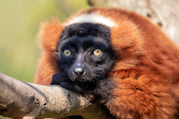 close-up view of beautiful wild Red lemur in nature