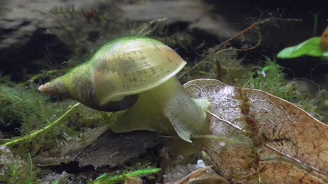 Wasserschnecke, Spitzschlammschnecke&nbsp;(Lymnaea stagnalis)