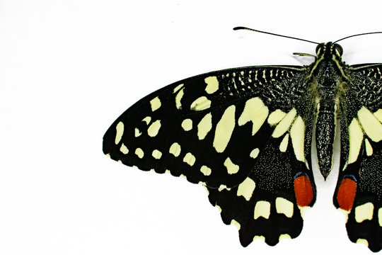 half of Papilio demoleus on a white background. motley black and yellow butterfly. macro.