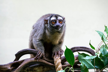 Exotic Three-striped night monkey in nature