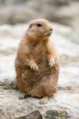 Small Prairie Dog in natural habitat