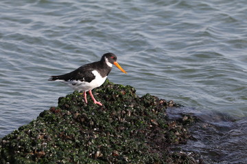 Eurasian oystercatcher bird on sea shore, close up