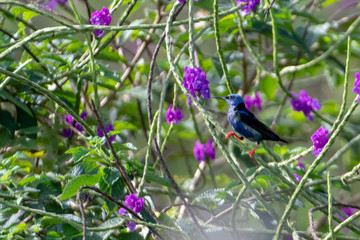Fototapeta na wymiar Bird Costa Rica Red Legged Honeycreeper