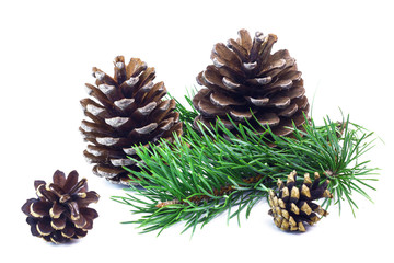 Spruce branch with big and small fir cones isolated on white background.