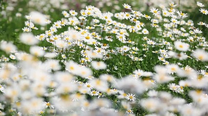 Summer field with white daisies.