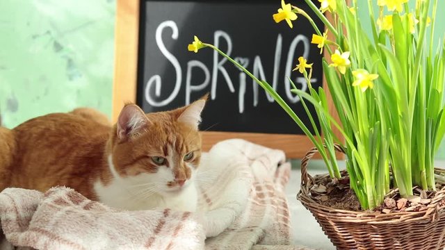Сute red white cat resting near calligraphic inscription hand lettering letters spring on black chalkboard standing on green concrete surface with yellow blossom narcissus in wicker basket.