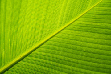 close up texture detail of green tropical leaf