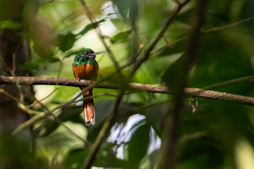 Rufous Tailed Jacamar