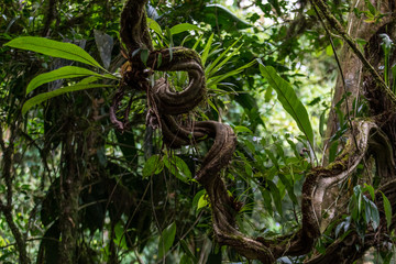Monkey Vine La Fortuna