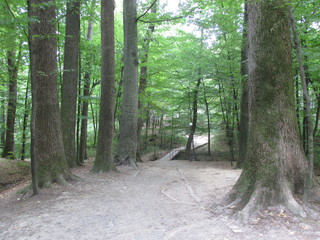 Obraz premium path in forest