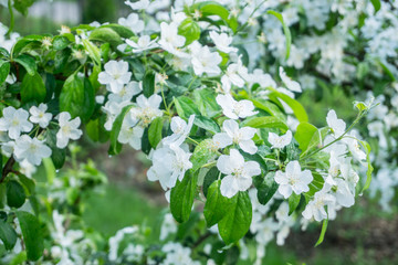Apple tree with beautiful white flowers in late spring