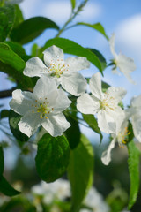 Fototapeta premium Apple tree with beautiful white flowers in late spring