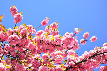 Beautiful floral spring abstract background of nature. Cherry blossom. Sacura cherry-tree. For easter and spring greeting cards with copy space. Spring border background with pink blossom.