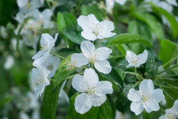 Apple tree with beautiful white flowers in late spring