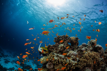 Levendig koraalrif vol vissen. Rode Zee, Dahab