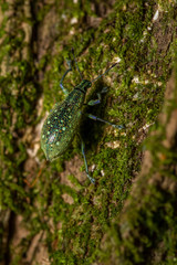 Braod Nosed Weevil