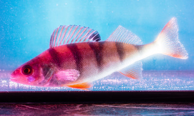 Fish perch swims in the aquarium in blue and pink color