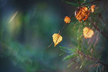 Autumn yellow gentle birch leaf on a sunny day. Art. Wallpaper. Selective soft focus