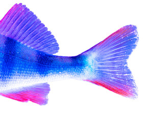 Perch fish fins in blue and pink color isolated on white background