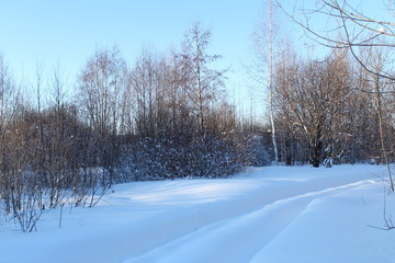 Sunny winter