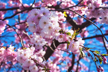 Spring background. Gentle, pink sakura flower blooms in springtime. petals close-up against a blue sky. selective focus