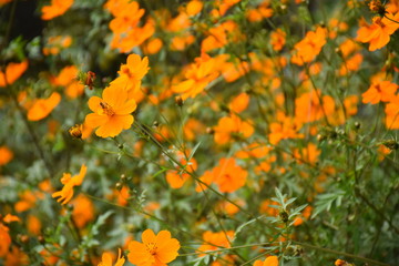 orange flowers in the garden