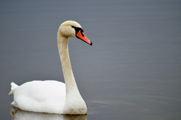 Fototapeta na wymiar white swan in a water, beautiful animal, love, photo