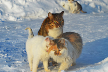 Three cats,winter weather ,photo