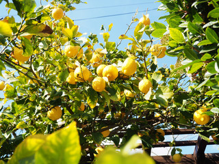 Ripe lemons hanging on a tree in Greece and Cyprus with sun rays shining through the leaves