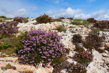 Obraz premium Qrendi Village coastline, Malta Island, Malta, Europe