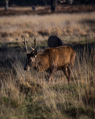 deer in richmond park