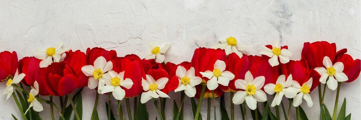 Red Tulips and White Daffodils on a Light Stone Background. Flat lay, top view