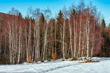 Fototapeta na wymiar Late winter forest colors 