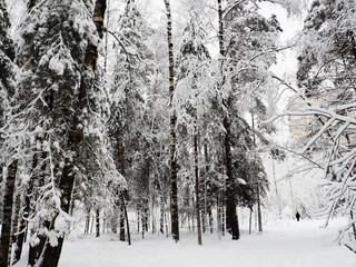 Trees with snow in winter park, snow-covered winter forest