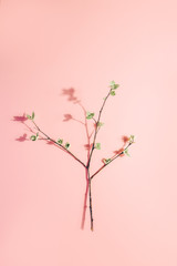 Branches with blooming leaves on pink pastel background. Spring minimalism. Creative layout.