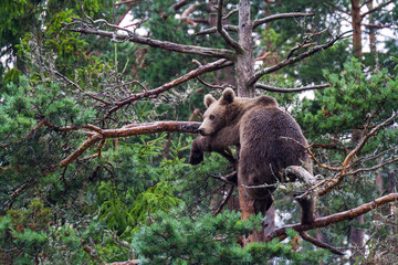 Lazy Bear