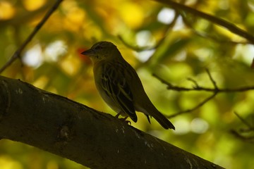 Angolagirlitz (Crithagra atrogularis) in Namibia